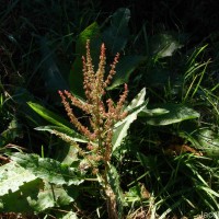 Rumex crispus L.